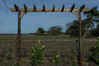 Corbel Single Beam Pergola, Plant Climbing Arbour - Sculpted brace